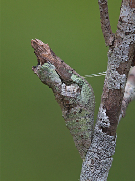 Giant Swallowtail chrysalis